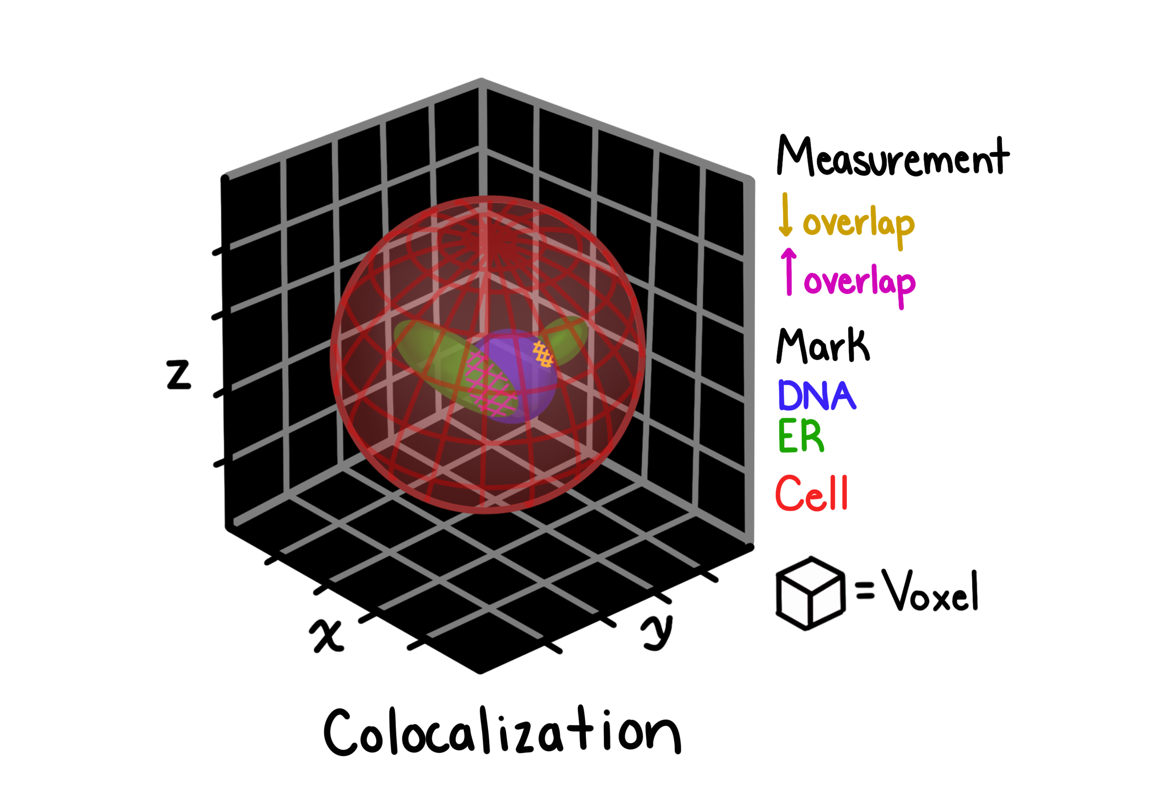 Colocalization
